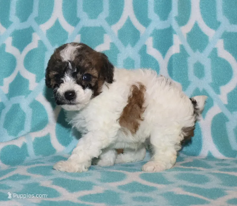 Harlee’s Br&W M – Poodle - Miniature  puppy for sale in Lovely, KY