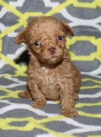 Double T Summer’s Apricot M, a male Poodle - Toy  for sale in Lovely, KY – 1 of 9