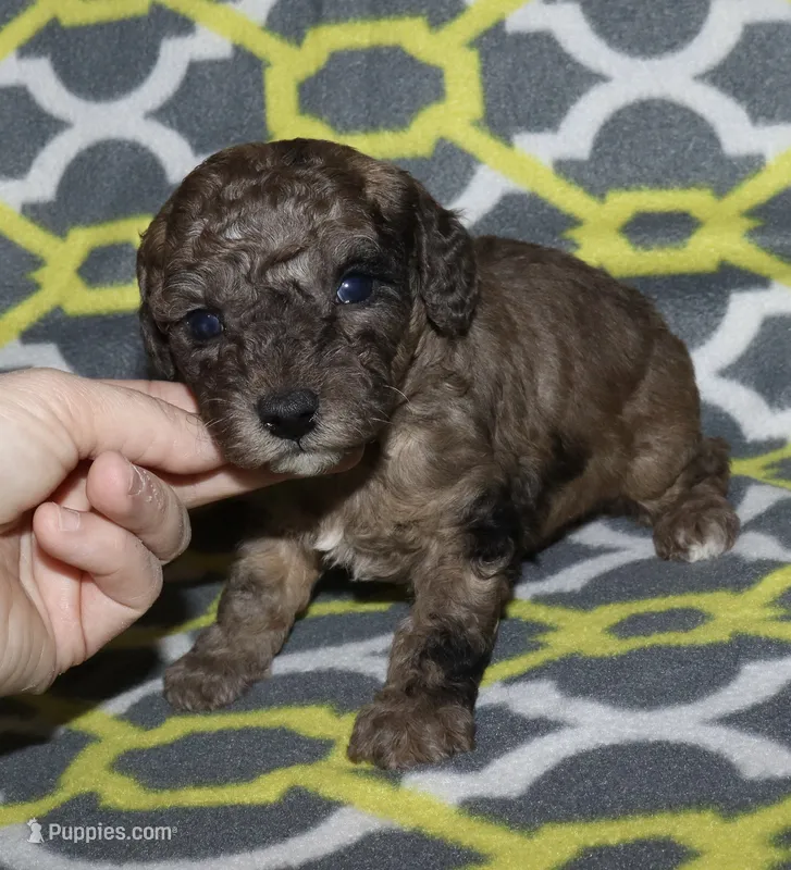 Harlee’s Merle M – Poodle - Miniature  puppy for sale in Lovely, KY