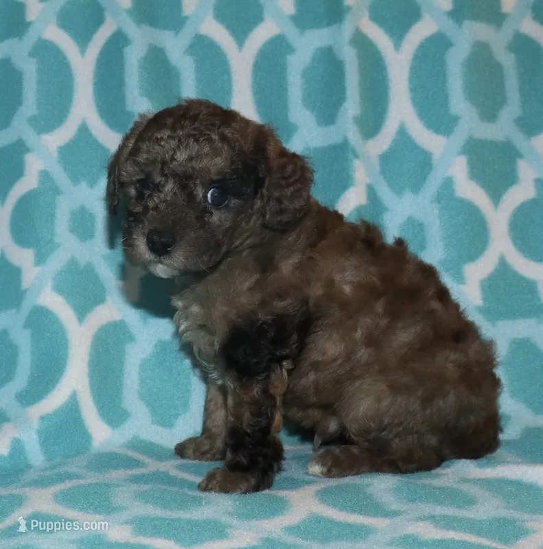 Harlee’s brown Merle M – Poodle - Miniature  puppy for sale in Lovely, KY