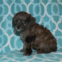 Harlee’s brown Merle M, a male Poodle - Miniature  for sale in Lovely, KY – 1 of 9