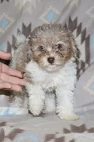 Harlee’s Br merle parti F, a female Poodle - Miniature  for sale in Lovely, KY – 2 of 10