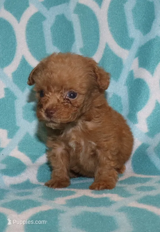 Double T Summer’s Apricot M – Poodle - Toy  puppy for sale in Lovely, KY