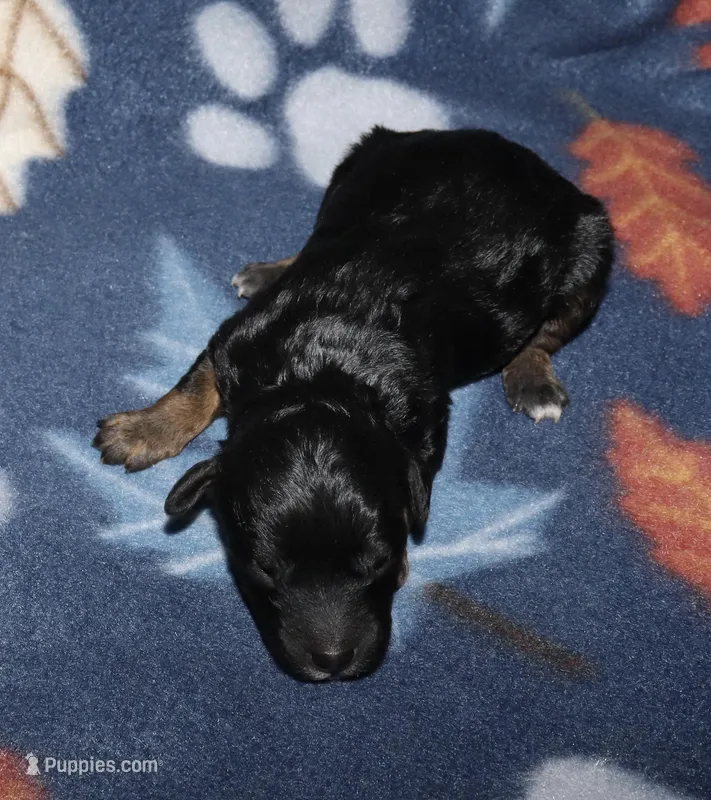 Harlee’s Phantom M – Poodle - Miniature  puppy for sale in Lovely, KY