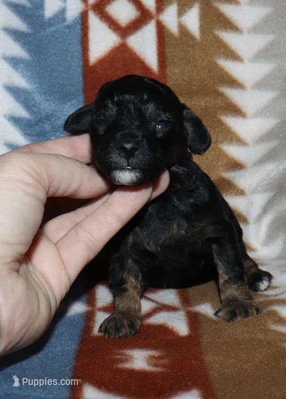 Harlee’s Phantom M – Poodle - Miniature  puppy for sale in Lovely, KY