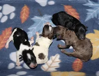 Harlee’s Phantom M, a male Poodle - Miniature  for sale in Lovely, KY – Photo 3 of 5