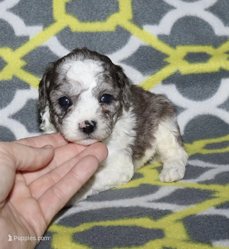 Hartlee Bk merle parti F – Poodle - Miniature  puppy for sale in Lovely, KY