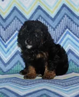 Harlee’s Phantom M, a male Poodle - Miniature  for sale in Lovely, KY – 5 of 10