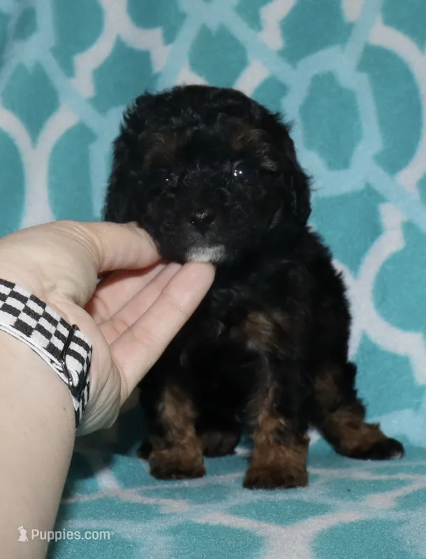 Harlee’s Phantom M – Poodle - Miniature  puppy for sale in Lovely, KY