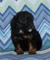 Harlee’s Phantom M, a male Poodle - Miniature  for sale in Lovely, KY – 3 of 10