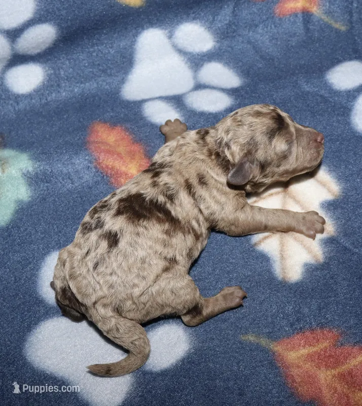 Summer’s Br Merle M – Poodle - Toy  puppy for sale in Lovely, KY