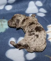 Summer’s Br Merle M, a male Poodle - Toy  for sale in Lovely, KY – Photo 3 of 5