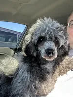 Summer’s Br Merle M, a male Poodle - Toy  for sale in Lovely, KY – Photo 4 of 5