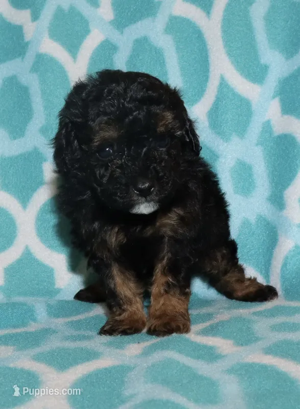 Harlee’s Phantom M – Poodle - Miniature  puppy for sale in Lovely, KY