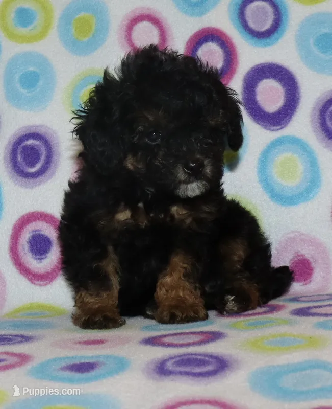 Harlee’s Phantom M – Poodle - Miniature  puppy for sale in Lovely, KY