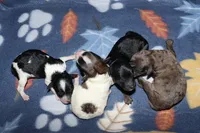 Harlee’s Bl&W M, a male Poodle - Miniature  for sale in Lovely, KY – Photo 5 of 5