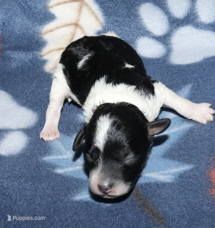 Harlee’s Bl&W M – Poodle - Miniature  puppy for sale in Lovely, KY