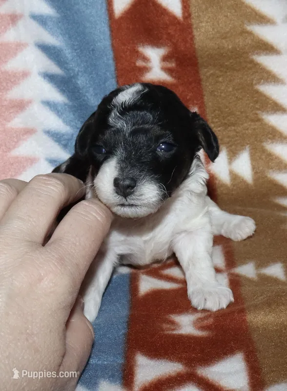 Harlee’s Bl&W M – Poodle - Miniature  puppy for sale in Lovely, KY
