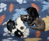 Harlee’s Bl&W M, a male Poodle - Miniature  for sale in Lovely, KY – Photo 4 of 5