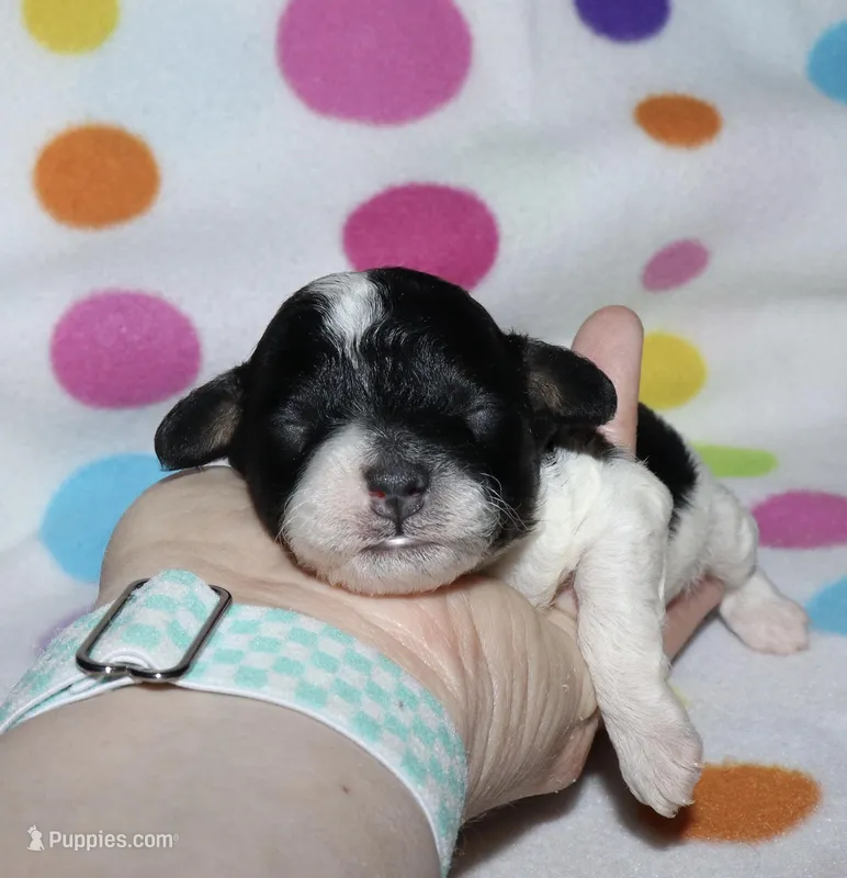 Harlee’s Bl&W M – Poodle - Miniature  puppy for sale in Lovely, KY