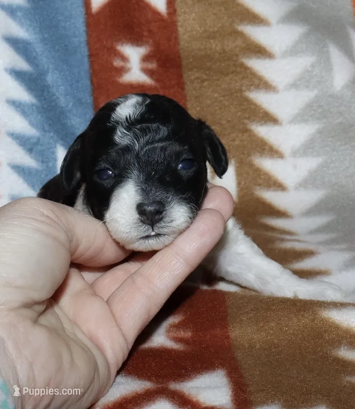 Harlee’s Bl&W M – Poodle - Miniature  puppy for sale in Lovely, KY
