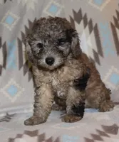 Harlee’s black Merle M, a male Poodle - Miniature  for sale in Lovely, KY – 4 of 10