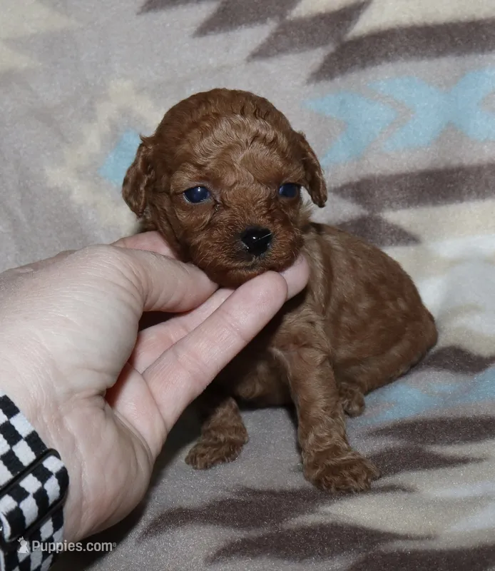 Summer’s Red F2 – Poodle - Toy  puppy for sale in Lovely, KY