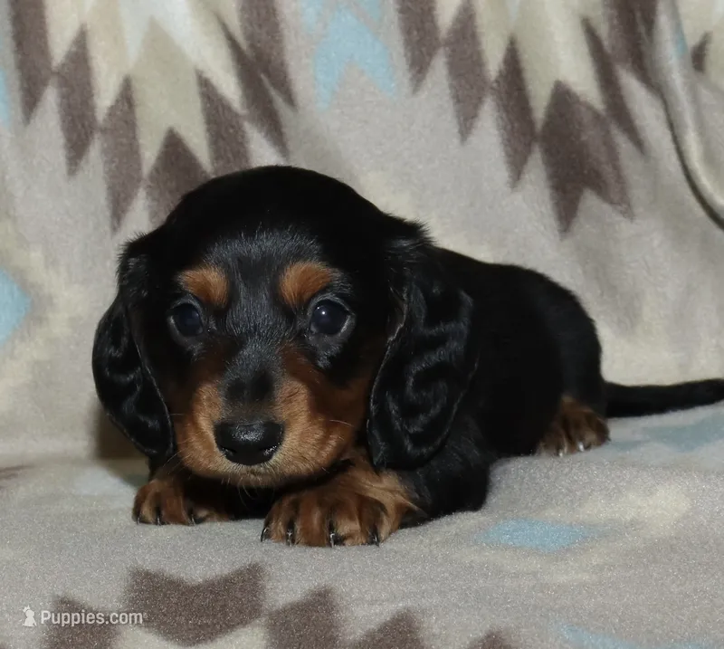 Flossy’s Male – Miniature Dachshund puppy for sale in Lovely, KY