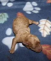 Summer’s Apricot M, a male Poodle - Toy  for sale in Lovely, KY – Photo 2 of 6