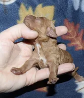 Summer’s Apricot M, a male Poodle - Toy  for sale in Lovely, KY – Photo 4 of 6