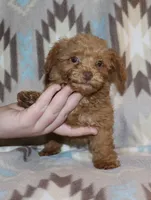 Double T Summer’s Apricot M, a male Poodle - Toy  for sale in Lovely, KY – 4 of 9