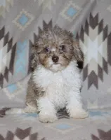 Harlee’s Br merle parti F, a female Poodle - Miniature  for sale in Lovely, KY – 5 of 10