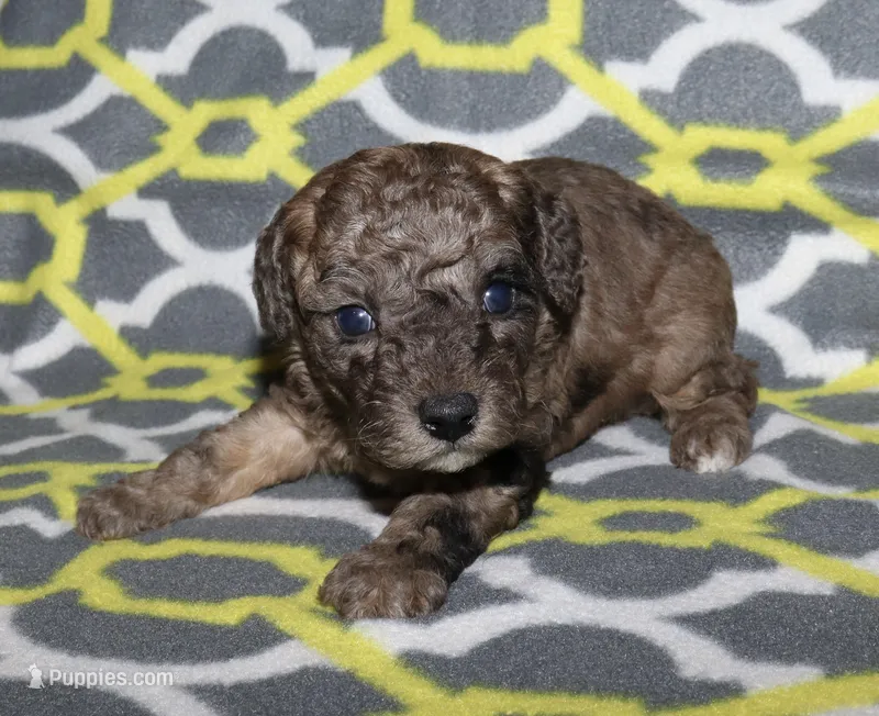 Harlee’s Merle M – Poodle - Miniature  puppy for sale in Lovely, KY