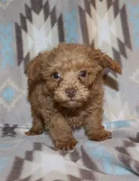 Double T Summer’s Apricot M, a male Poodle - Toy  for sale in Lovely, KY – 5 of 9