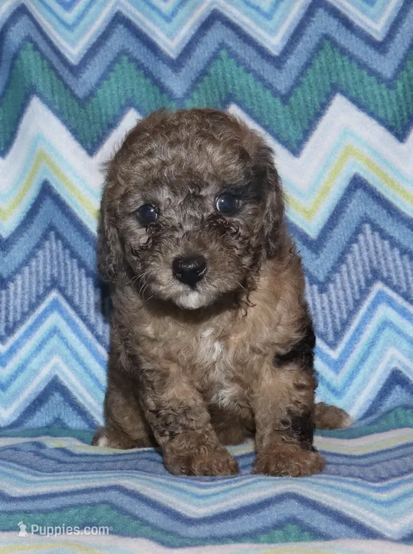 Harlee’s brown Merle M – Poodle - Miniature  puppy for sale in Lovely, KY
