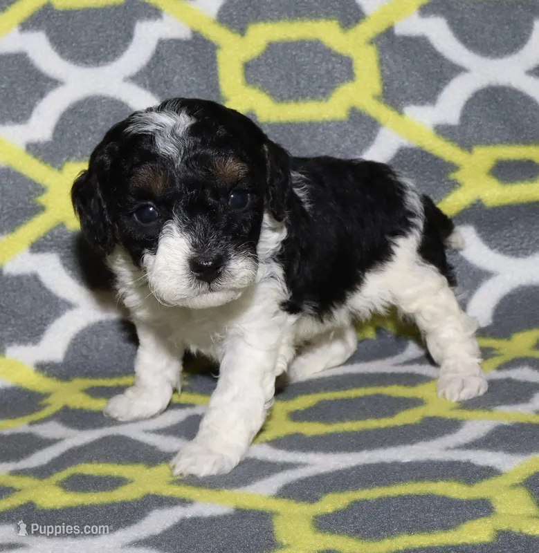 Harlee’s Bl&W M – Poodle - Miniature  puppy for sale in Lovely, KY