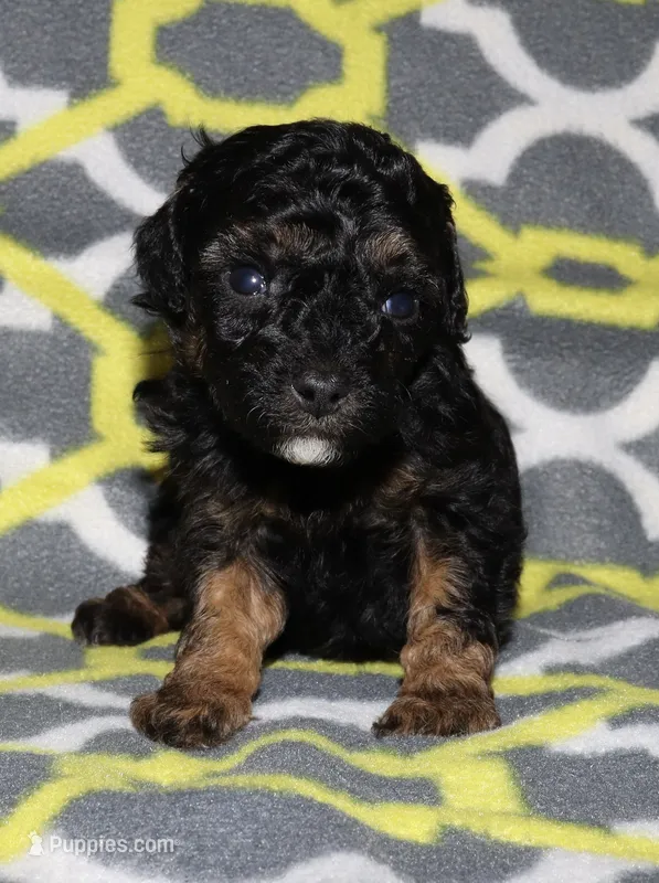 Harlee’s Phantom M – Poodle - Miniature  puppy for sale in Lovely, KY