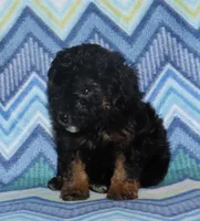 Harlee’s Phantom M, a male Poodle - Miniature  for sale in Lovely, KY – 7 of 10