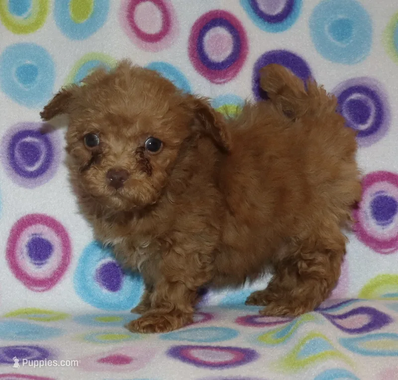 Double T Summer’s Apricot M – Poodle - Toy  puppy for sale in Lovely, KY