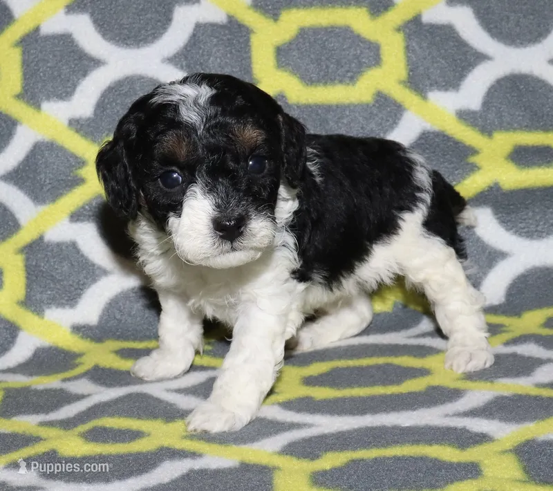 Harlee’s Bl&W M – Poodle - Miniature  puppy for sale in Lovely, KY