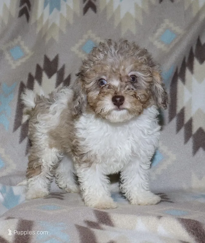 Harlee’s Br merle parti F – Poodle - Miniature  puppy for sale in Lovely, KY