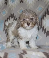 Harlee’s Br merle parti F, a female Poodle - Miniature  for sale in Lovely, KY – 6 of 10