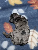 Summer’s Bk Merle M, a male Poodle - Toy  for sale in Lovely, KY – Photo 2 of 8