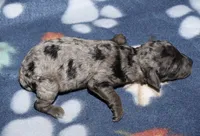 Summer’s Bk Merle M, a male Poodle - Toy  for sale in Lovely, KY – Photo 6 of 8