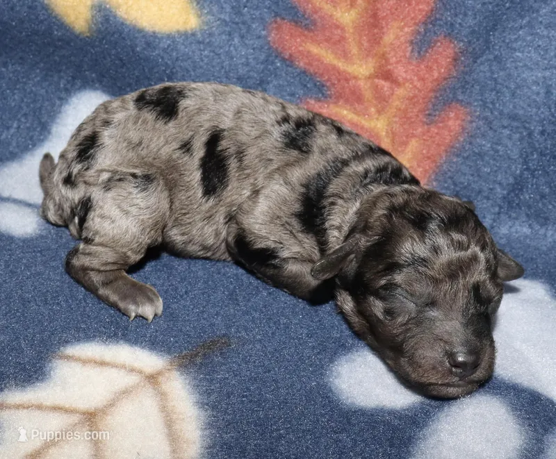 Summer’s Bk Merle M – Poodle - Toy  puppy for sale in Lovely, KY