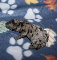 Summer’s Bk Merle M, a male Poodle - Toy  for sale in Lovely, KY – Photo 4 of 8