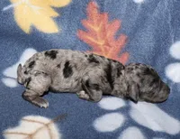 Summer’s Bk Merle M, a male Poodle - Toy  for sale in Lovely, KY – Photo 3 of 8