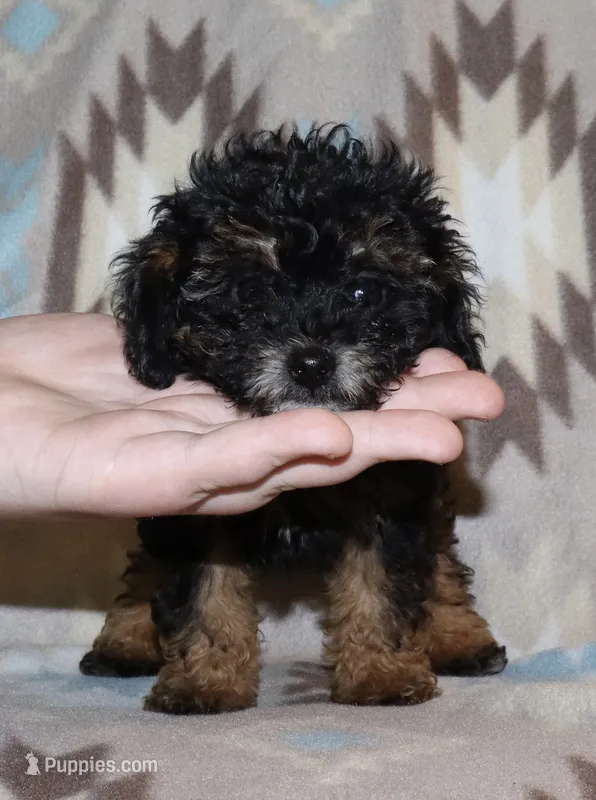 Harlee’s Phantom M – Poodle - Miniature  puppy for sale in Lovely, KY
