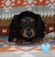 Flossy’s Male, a male Miniature Dachshund for sale in Lovely, KY – 3 of 10