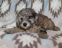 Harlee’s black Merle M, a male Poodle - Miniature  for sale in Lovely, KY – 8 of 10